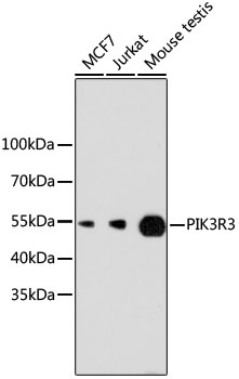Western blot - PIK3R3 Monoclonal Antibody 