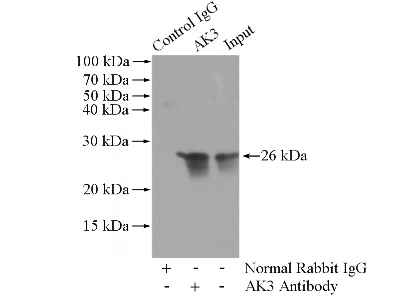 IP Result of anti-AK3 (IP:Catalog No:107924, 3ug; Detection:Catalog No:107924 1:500) with mouse kidney tissue lysate 4400ug.