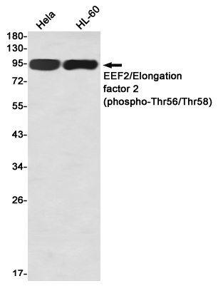 Western blot detection of EEF2/Elongation factor 2 (phospho-Thr56/Thr58) in Hela,HL-60 using EEF2/Elongation factor 2 (phospho-Thr56/Thr58) Rabbit mAb(1:1000 diluted)