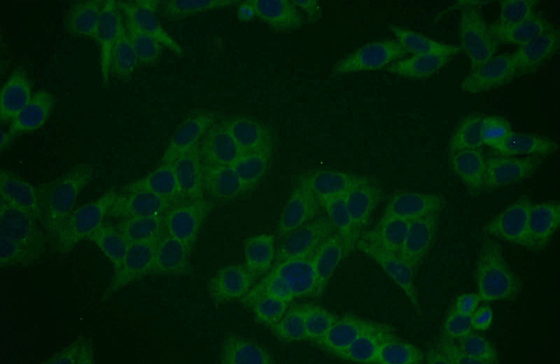 Immunofluorescent analysis of HepG2 cells using Catalog No:114543(RANGRF Antibody) at dilution of 1:25 and Alexa Fluor 488-congugated AffiniPure Goat Anti-Rabbit IgG(H+L)