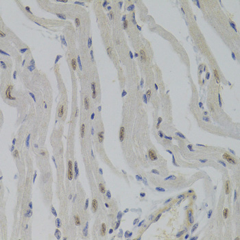 Immunohistochemistry - NASP Polyclonal Antibody 