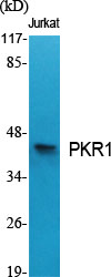 Fig1:; Western Blot analysis of various cells using PKR1 Polyclonal Antibody
