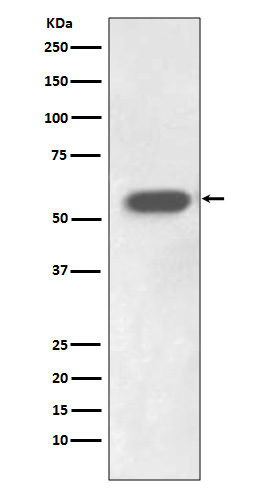 Western blot analysis of IRF7 expression in Jurkat cell lysate.