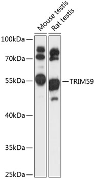 Western blot - TRIM59 Polyclonal Antibody 