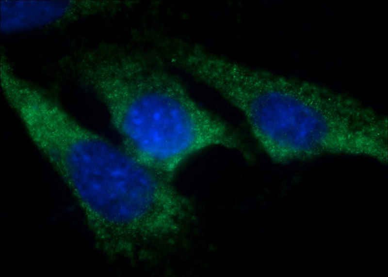 Immunofluorescent analysis of (-20oc Ethanol) fixed NIH/3T3 cells using Catalog No:114454(RAB5A-Specific Antibody) at dilution of 1:50 and Alexa Fluor 488-congugated AffiniPure Goat Anti-Rabbit IgG(H+L)
