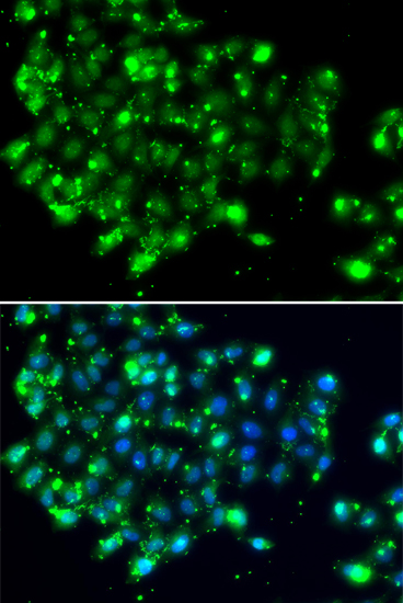 Immunofluorescence - NAT9 Polyclonal Antibody 