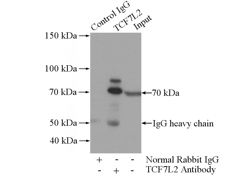 IP Result of anti-TCF7L2 (IP:Catalog No:115908, 4ug; Detection:Catalog No:115908 1:1000) with mouse liver tissue lysate 4000ug.