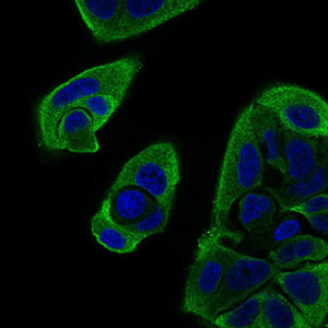 Immunofluorescence analysis of MCF-7 cells using RELB mouse mAb (green). Blue