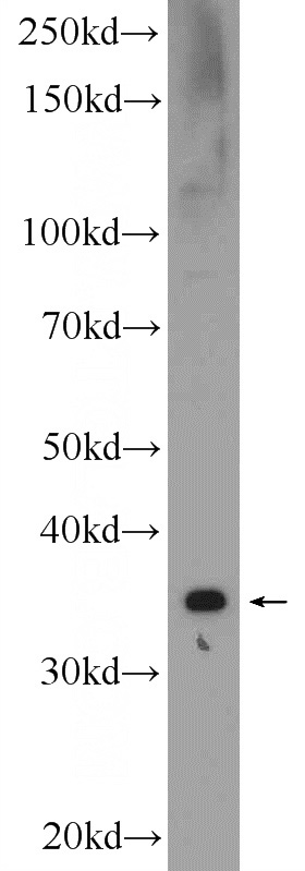 A549 cells were subjected to SDS PAGE followed by western blot with Catalog No:111299(HERPUD2 Antibody) at dilution of 1:600