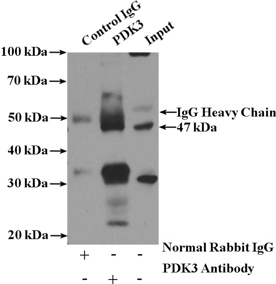 IP Result of anti-PDK3 (IP:Catalog No:113626, 4ug; Detection:Catalog No:113626 1:1000) with mouse heart tissue lysate 4000ug.