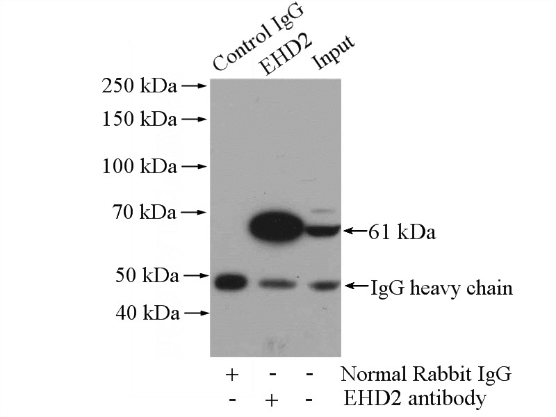 IP Result of anti-EHD2 (IP:Catalog No:110224, 4ug; Detection:Catalog No:110224 1:800) with mouse heart tissue lysate 4000ug.