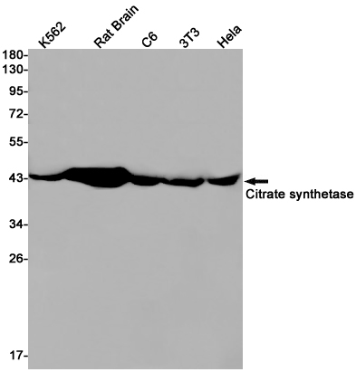 Western blot detection of Citrate synthetase in K562,Rat Brain,C6,3T3,Hela cell lysates using Citrate synthetase Rabbit pAb(1:1000 diluted).Predicted band size:52kDa.Observed band size:45kDa.