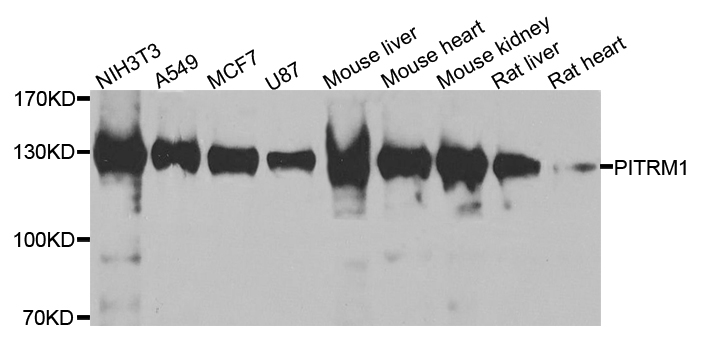 Western blot - PITRM1 Polyclonal Antibody 