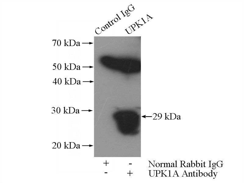 IP Result of anti-UPK1A (IP:Catalog No:116628, 4ug; Detection:Catalog No:116628 1:300) with mouse bladder tissue lysate 3200ug.