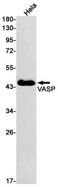 Western blot detection of VASP in Hela cell lysates using VASP Rabbit mAb(1:500 diluted).Predicted band size:40kDa.Observed band size:40kDa.
