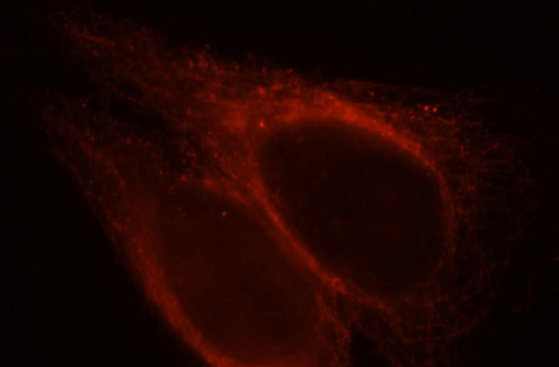 Immunofluorescent analysis of HepG2 cells, using MAP7 antibody Catalog No:112428 at 1:25 dilution and Rhodamine-labeled goat anti-rabbit IgG (red).