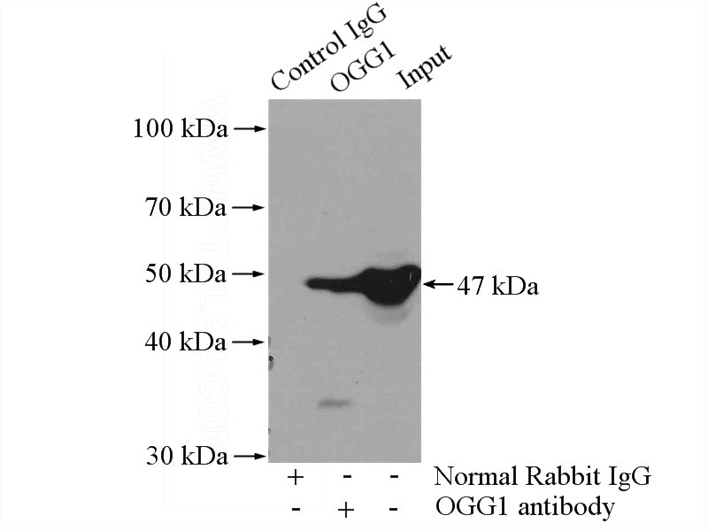 IP Result of anti-OGG1 (IP:Catalog No:113335, 4ug; Detection:Catalog No:113335 1:500) with mouse heart tissue lysate 3200ug.