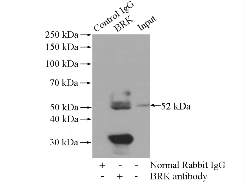 IP Result of anti-PTK6 (IP:Catalog No:117238, 4ug; Detection:Catalog No:117238 1:800) with HeLa cells lysate 3440ug.