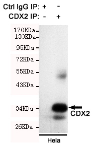 Immunoprecipitation analysis of Hela cell lysate using CDX2 mouse mAb.
