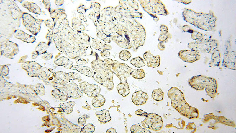 Immunohistochemical of paraffin-embedded human placenta using Catalog No:108745(CA13 antibody) at dilution of 1:100 (under 10x lens)
