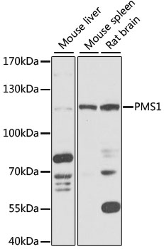 Western blot - PMS1 Polyclonal Antibody 