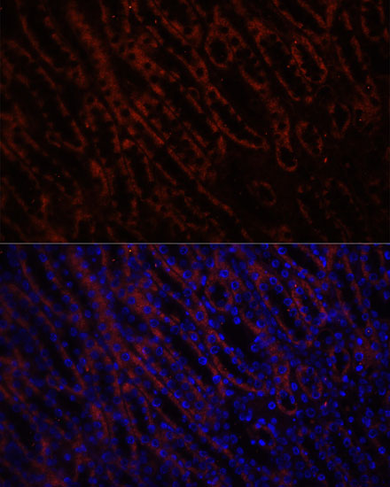 Immunofluorescence - KL Polyclonal Antibody 