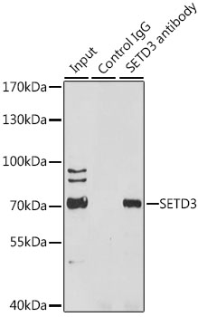 Immunoprecipitation - SETD3 Polyclonal Antibody 