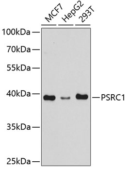Western blot - PSRC1 Polyclonal Antibody 