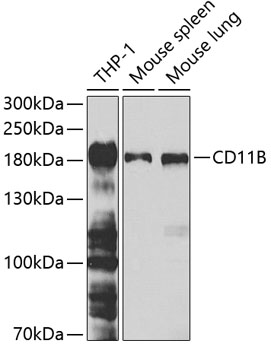Western blot - CD11B Polyclonal Antibody 