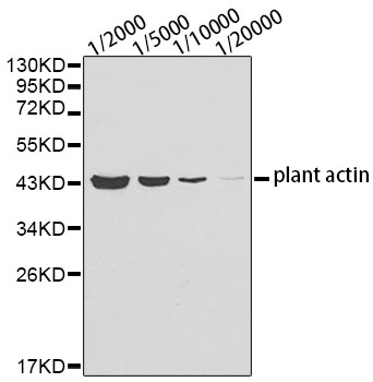 Western blot - Plant actin Monoclonal Antibody 
