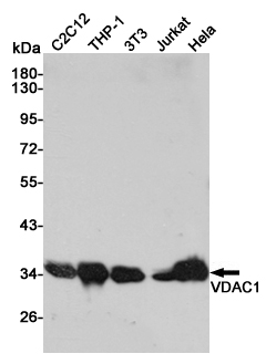 Western blot analysis of VDAC1 expression in C2C12,THP-1,3T3,Jurakt and Hela cell lysates using VDAC1 antibody at 1/1000 dilution.Predicted band size:31KDa.Observed band size:31KDa.