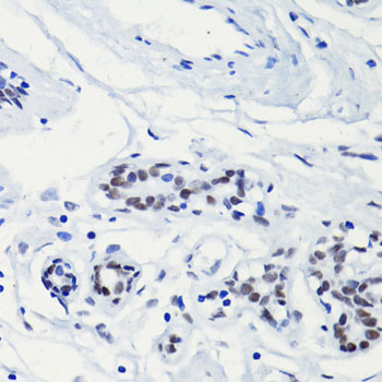 Immunohistochemistry - Acetyl-Histone H2A-K5 pAb 
