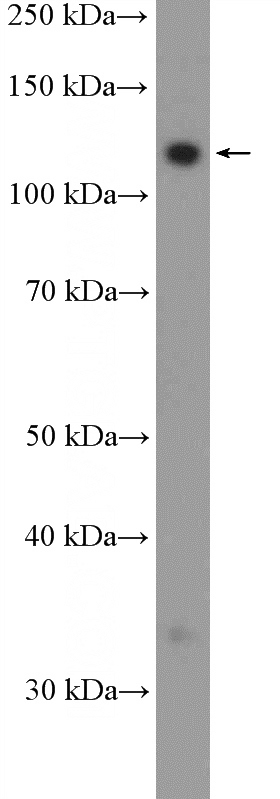 HeLa cells were subjected to SDS PAGE followed by western blot with Catalog No:110581(FAM186B Antibody) at dilution of 1:600