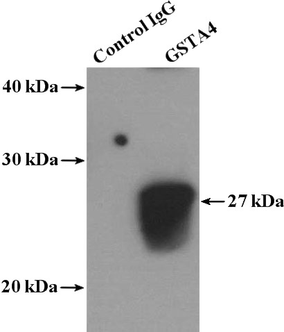 IP Result of anti-GSTA4 (IP:Catalog No:111182, 4ug; Detection:Catalog No:111182 1:500) with SH-SY5Y cells lysate 1600ug.