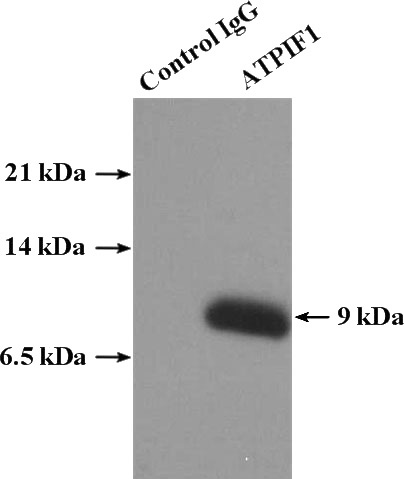 IP Result of anti-ATPIF1 (IP:Catalog No:108324, 4ug; Detection:Catalog No:108324 1:500) with HeLa cells lysate 3440ug.