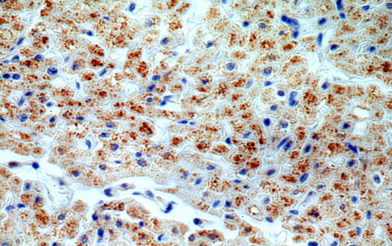 Immunohistochemical of paraffin-embedded human heart using Catalog No:116349(TRAPPC9 antibody) at dilution of 1:100 (under 40x lens)
