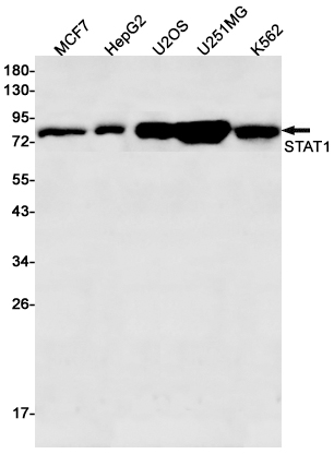 Western blot detection of STAT1 in MCF7,HepG2,U2OS,U251MG,K562 cell lysates using STAT1 Rabbit pAb(1:500 diluted).Predicted band size:87kDa.Observed band size:87kDa.