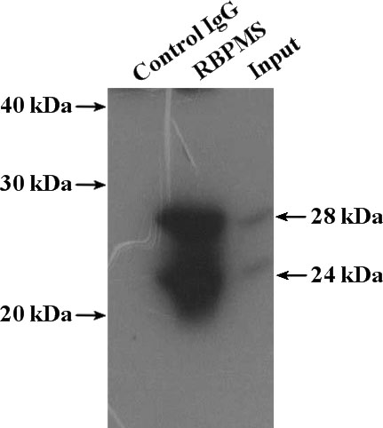IP Result of anti-RBPMS (IP:Catalog No:114567, 4ug; Detection:Catalog No:114567 1:400) with mouse heart tissue lysate 4000ug.