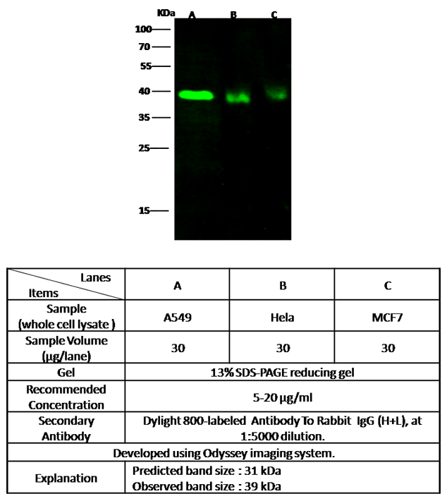 Fas Ligand / FASLG / CD95L Antibody, Rabbit PAb, Antigen Affinity Purified, Western blot