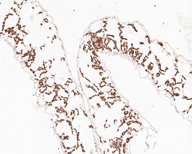 Fig2:; Immunohistochemical analysis of paraffin-embedded A. thaliana tissue using anti-AP-4 complex subunit sigma antibody. The section was pre-treated using heat mediated antigen retrieval with Tris-EDTA buffer (pH 9.0) for 20 minutes.The tissues were blocked in 5% BSA for 30 minutes at room temperature, washed with ddH; 2; O and PBS, and then probed with the primary antibody ( 1/200) for 30 minutes at room temperature. The detection was performed using an HRP conjugated compact polymer system. DAB was used as the chromogen. Tissues were counterstained with hematoxylin and mounted with DPX.