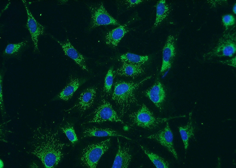 Immunofluorescent analysis of NIH/3T3 cells using Catalog No:108686(C1QBP Antibody) at dilution of 1:50 and Alexa Fluor 488-congugated AffiniPure Goat Anti-Rabbit IgG(H+L)