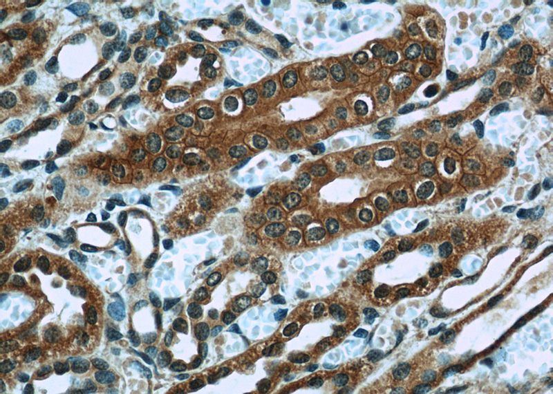 Immunohistochemistry of paraffin-embedded human kidney slide using Catalog No:111824(IQGAP1 Antibody) at dilution of 1:50