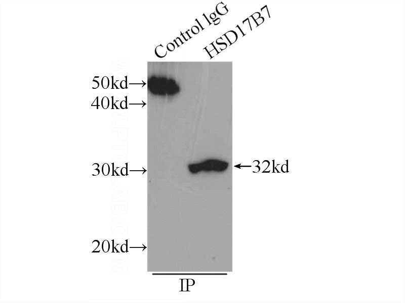 IP Result of anti-HSD17B7P2 (IP:Catalog No:111550, 4ug; Detection:Catalog No:111550 1:500) with L02 cells lysate 2800ug.