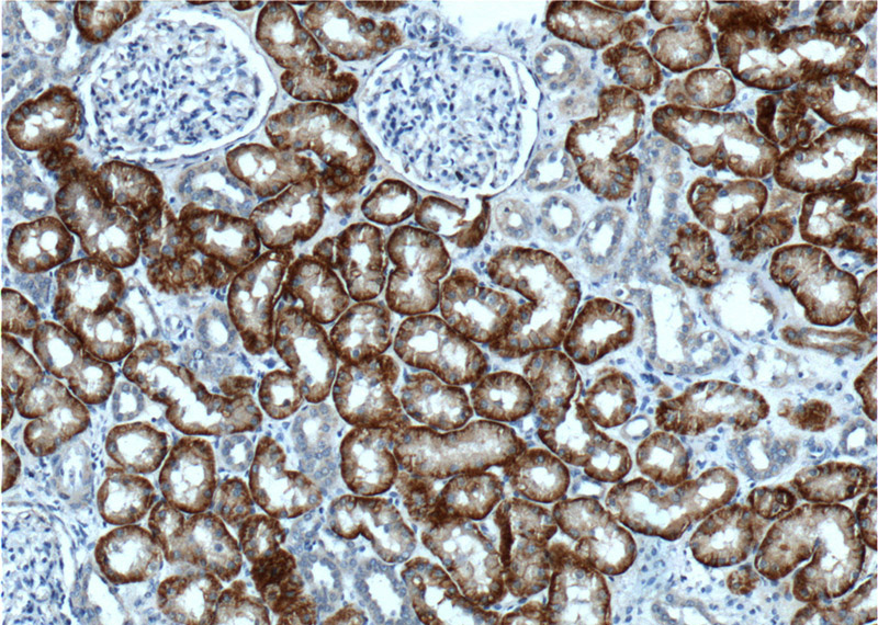 Immunohistochemistry of paraffin-embedded human kidney tissue slide using Catalog No:113013(SLC13A3 Antibody) at dilution of 1:200 (under 10x lens).