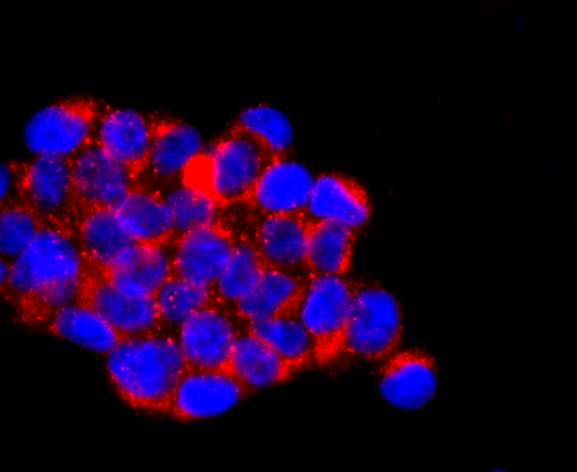 Fig1: ICC staining IL7 in 293T cells (red). The nuclear counter stain is DAPI (blue). Cells were fixed in paraformaldehyde, permeabilised with 0.25% Triton X100/PBS.