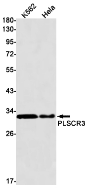 Western blot detection of PLSCR3 in K562,Hela cell lysates using PLSCR3 Rabbit mAb(1:1000 diluted).Predicted band size:32kDa.Observed band size:32kDa.