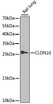 Western blot - CLDN10 Polyclonal Antibody 
