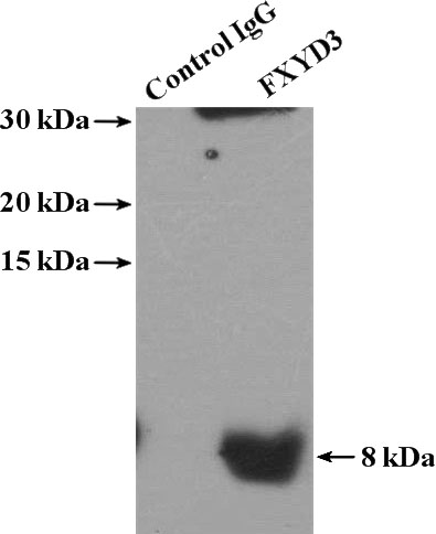 IP Result of anti-FXYD3 (IP:Catalog No:110755, 4ug; Detection:Catalog No:110755 1:500) with COLO 320 cells lysate 2400ug.