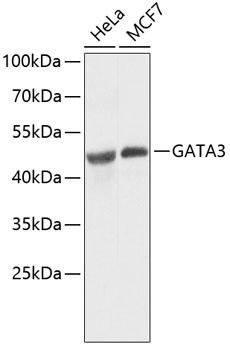 Western blot - GATA3 Monoclonal Antibody 