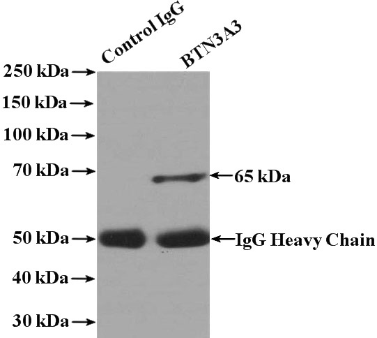 IP Result of anti-BTN3A3 (IP:Catalog No:108548, 4ug; Detection:Catalog No:108548 1:500) with Jurkat cells lysate 4000ug.